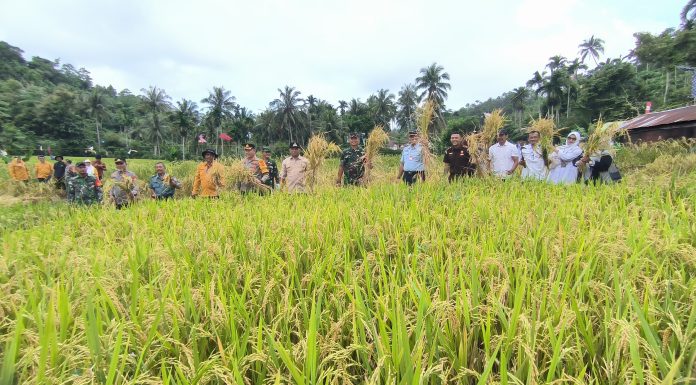 Warga LDII Cikeusik Melakukan Panen Perdana Padi Gogo Warga LDII Cikeusik melakukan panen perdana