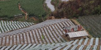 Apakah pupuk kandang najis