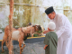 persamaan qurban dan aqiqah