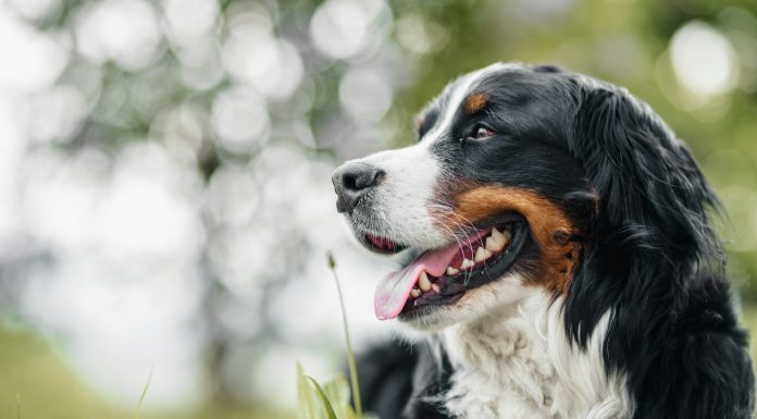 cara mensucikan najis anjing