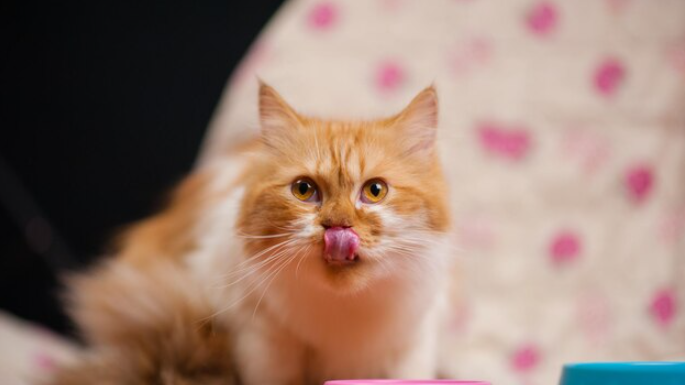 Apakah bekas jilatan kucing najis