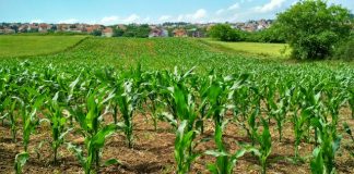 Cara menghitung zakat pertanian