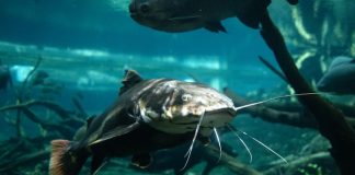 memberi makan ikan lele dengan bangkai