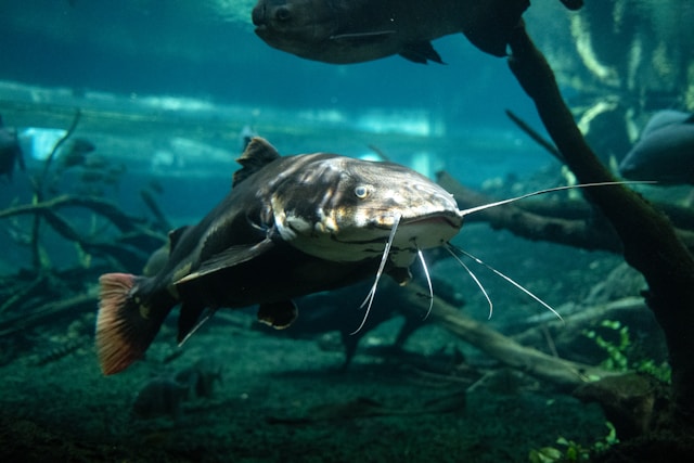 19.-Hukum-Memberi-Makan-Ikan-Lele-dengan-Bangkai-Ayam memberi makan ikan lele dengan bangkai