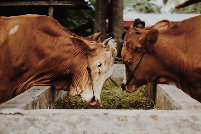 beli sapi kurban pakai APBN