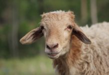 beli sapi kurban pakai APBN