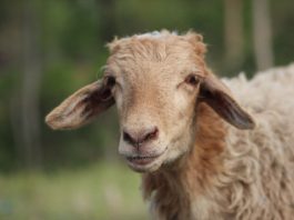 beli sapi kurban pakai APBN