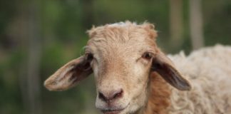 beli sapi kurban pakai APBN