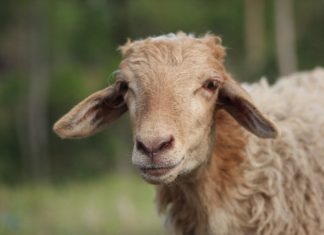 beli sapi kurban pakai APBN