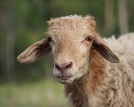 beli sapi kurban pakai APBN