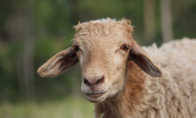beli sapi kurban pakai APBN