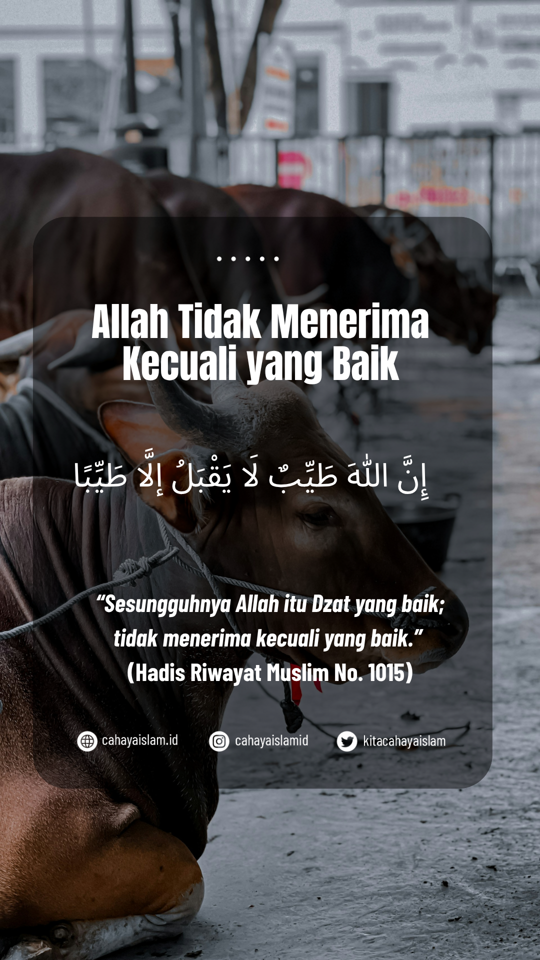 beli sapi kurban pakai APBN