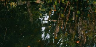 hukumnya ayam tiren untuk pakan lele