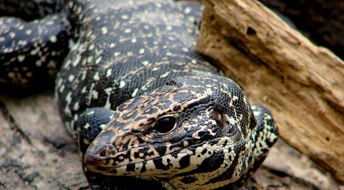 daging biawak