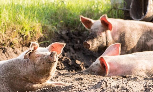 Perbedaan Najis Anjing dan Babi serta Cara Mensucikannya Perbedaan najis anjing dan babi
