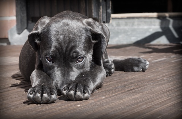 Perbedaan najis anjing dan babi