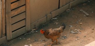 jual beli bangkai ayam