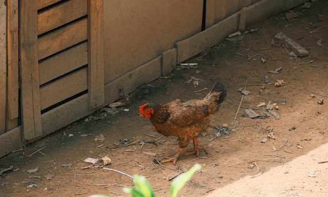 jual beli bangkai ayam