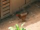 jual beli bangkai ayam