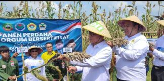 LDII menggagas kegiatan pertanian kota