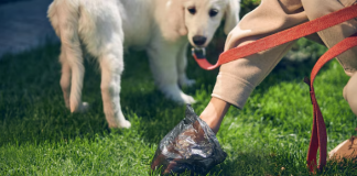 kotoran hewan termasuk najis apa