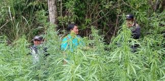 ladang ganja di Gunung Bromo