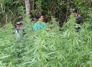 ladang ganja di Gunung Bromo