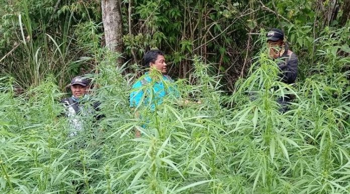 ladang ganja di Gunung Bromo