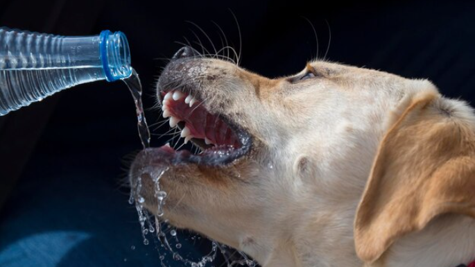 bagaimana jika terkena air liur anjing
