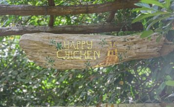 penyembelihan ayam menggunakan mesin