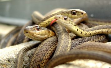 Ancaman Meninggalkan Zakat