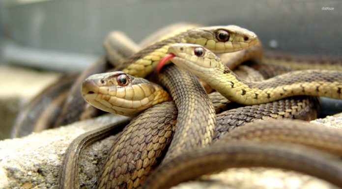 Ancaman Meninggalkan Zakat