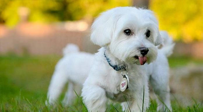Memelihara Anjing di Rumah? Ini Syarat dan Hukumnya Menurut Islam