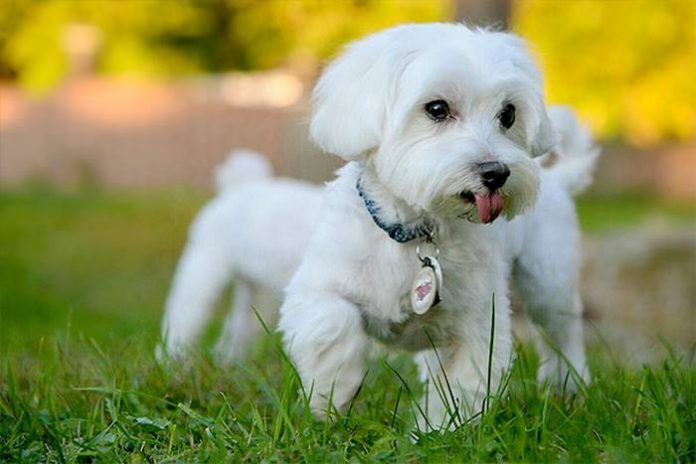 Anjing 1