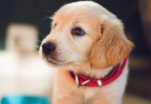 Anda Muslim Pecinta Hewan? Perlu Tahu Cara Menyucikan Najis Anjing Cara Menyucikan Najis Anjing