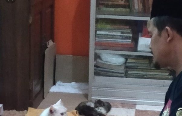 Dijilat-Kucing-Saat-Shalat-Apakah-Batal