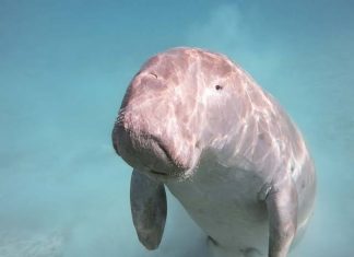 Kenali Dugong dan Jaga Kelestariannya Untuk Masa Depan Dugong