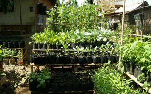 Family Farming Itu Sesuai Dengan Anjuran Islam Untuk Bercocok Tanam