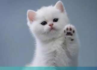 Hari-Kucing-Sedunia