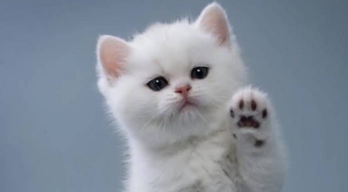 Hari-Kucing-Sedunia