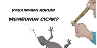 Hukum Membunuh Cicak dan Doa Mengusirnya