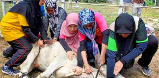 Hukum Perempuan Menyembelih Hewan, Apakah Sembelihannya Sah? Hukum Perempuan Menyembelih Hewan