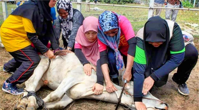 Hukum Perempuan Menyembelih Hewan