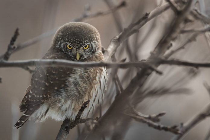 Keyakinan masyarakat tentang burung hantu