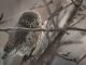 Keyakinan masyarakat tentang burung hantu