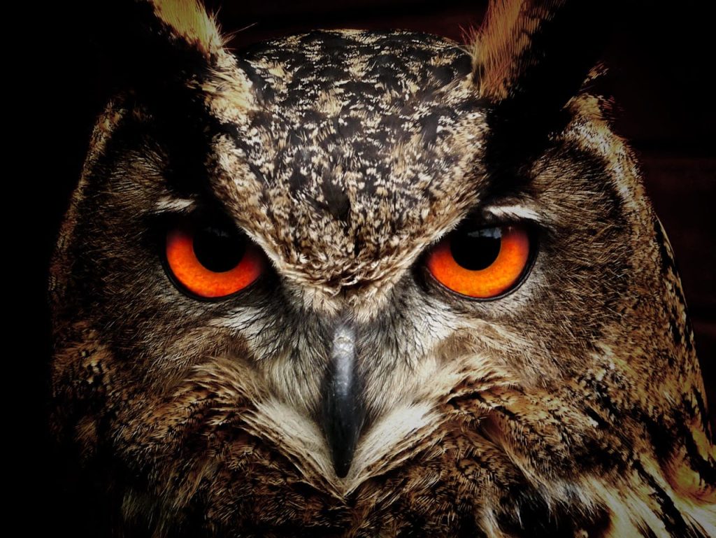 Keyakinan masyarakat tentang burung hantu