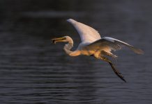 Kisah Fabel Islami Burung Bangau dan Seekor Anjing Kisah Fabel Islami