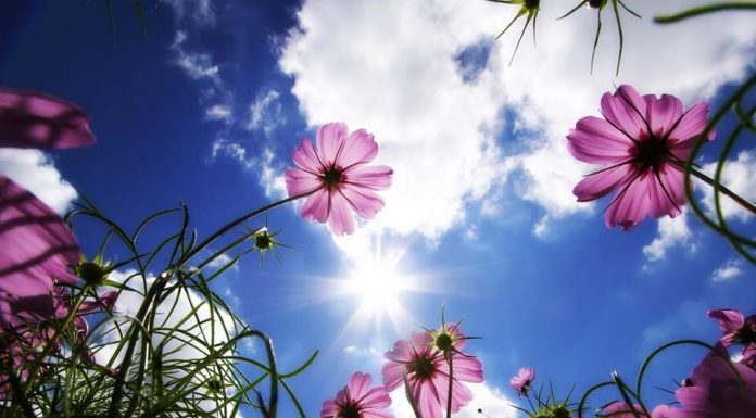 Fatimah binti Abdul Malik