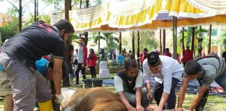 Kurban Sapi Bertubuh Kecil untuk 7 Orang Bolehkah