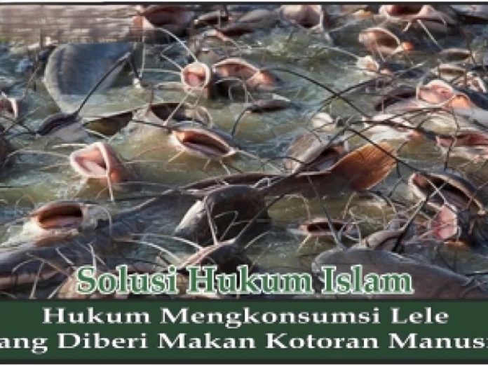 Makan Ikan Pemakan Kotoran